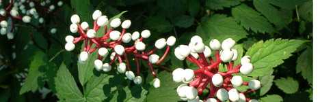 White Baneberry, Actea pachypoda