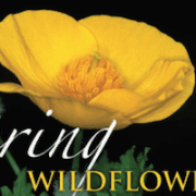 Spring Wildflowers of the Northeast