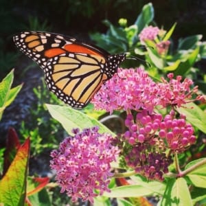 monarch butterflies on milkweed