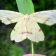 Xanthotype urticaria (false crocus geometer moth), Cumberland, RI