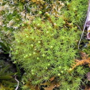 Bartramia pomiformis (Common Apple-moss)