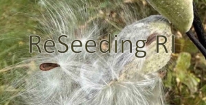 Milkweed pods and seeds