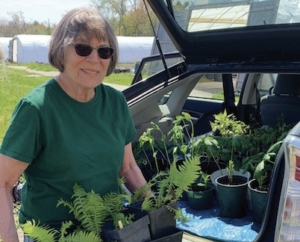 Picture of Nancy Weiss-Fired unoading plants from a car at the 2022 June Plant Sale