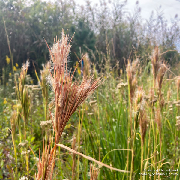 Andropogon glomeratus seeding population