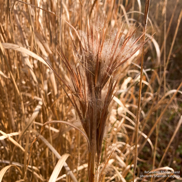 Andropogon glomeratus seed head