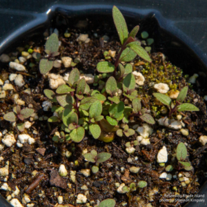 Pycnanthemum tenuifolium seedlings
