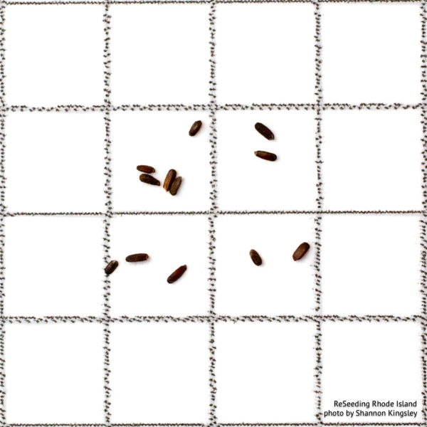 Pycnanthemum tenuifolium seeds Pycnanthemum tenuifolium seeds