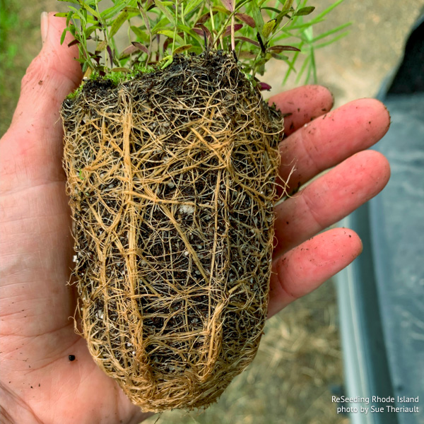 Pycnanthemum tenuifolium plug roots Pycnanthemum tenuifolium plug roots