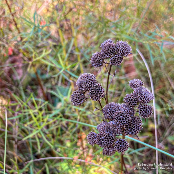 Pycnanthemum tenuifolium seed heads Pycnanthemum tenuifolium seed heads