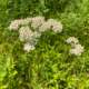 Achillea millefolium