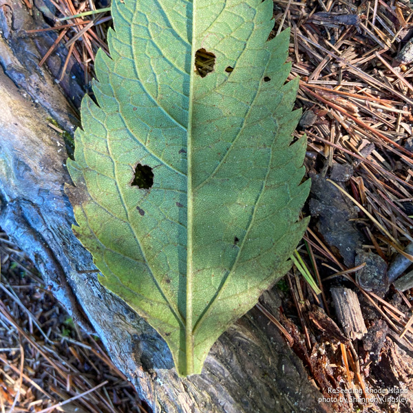 Eutrochium dubium underside of leaf