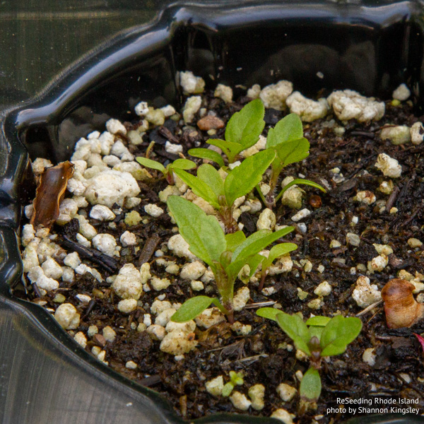 Eutrochium dubium seedlings