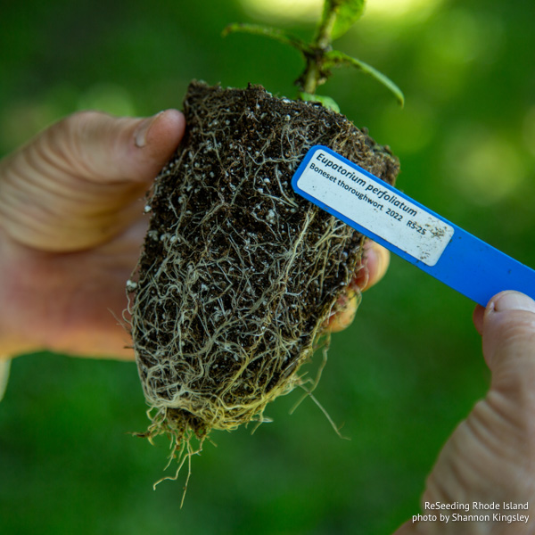 Eupatorium perfoliatum plug roots