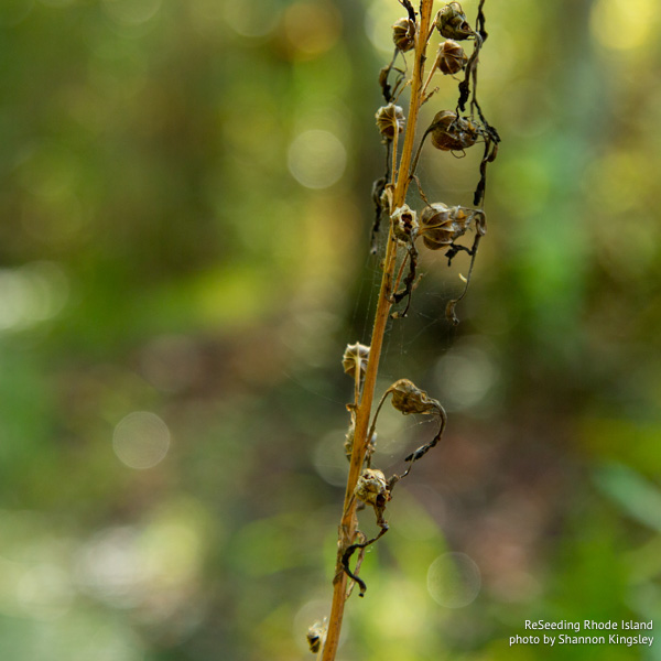 Mature seed pods of Lobelia cardinalis