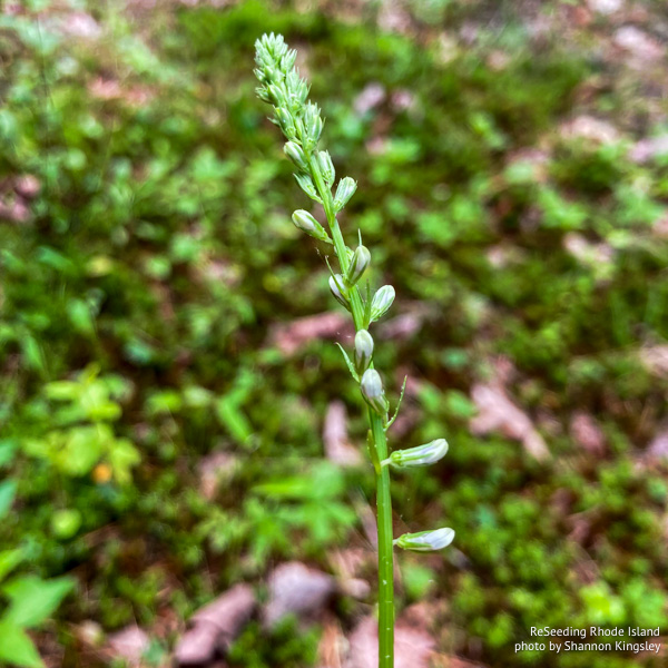 Budding Lobelia spicata Budding Lobelia spicata