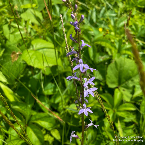 Lobelia spicata flowers Lobelia spicata flowers