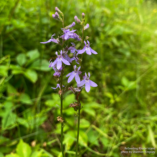Lobelia spicata flowering population Lobelia spicata flowering population