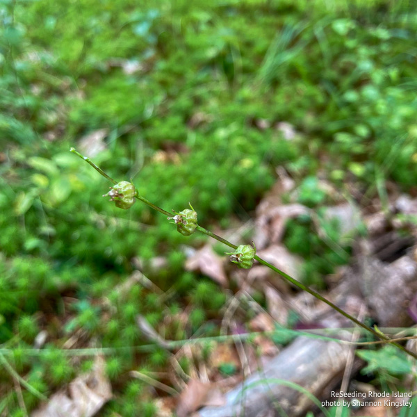 Lobelia spicata seed heads Lobelia spicata seed heads