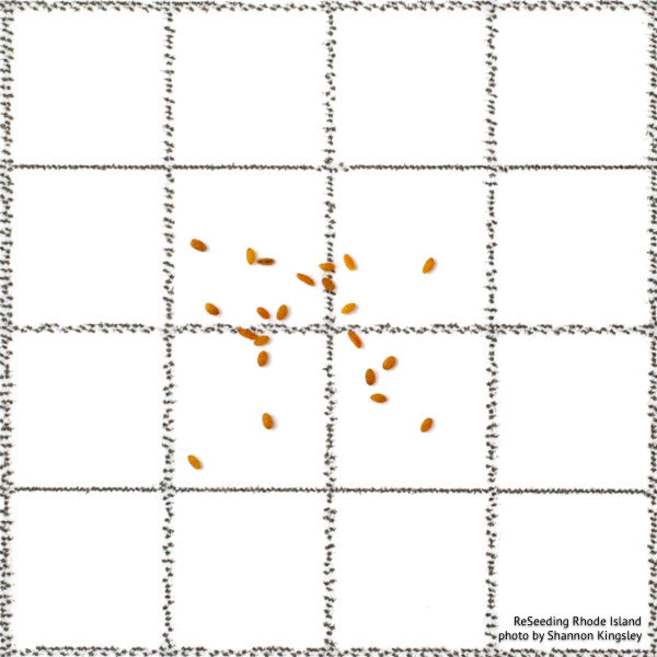 Lobelia spicata seeds Lobelia spicata seeds