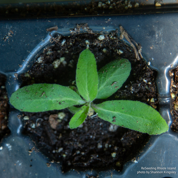 Lobelia spicata seedling Lobelia spicata seedling