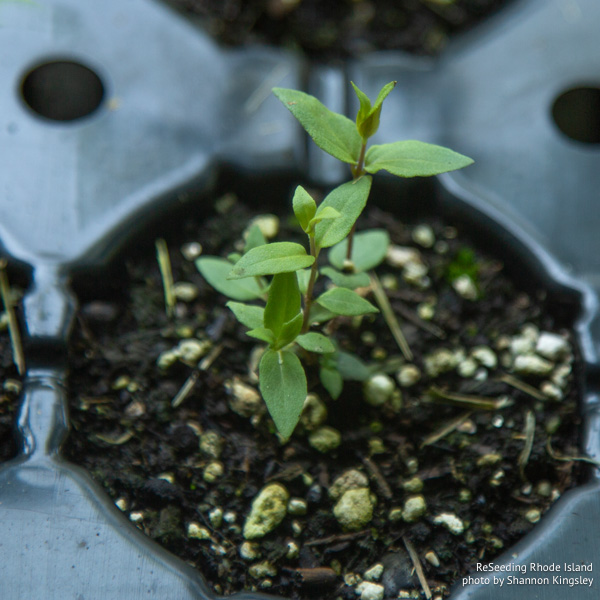 Pycnanthemum muticum seedlings