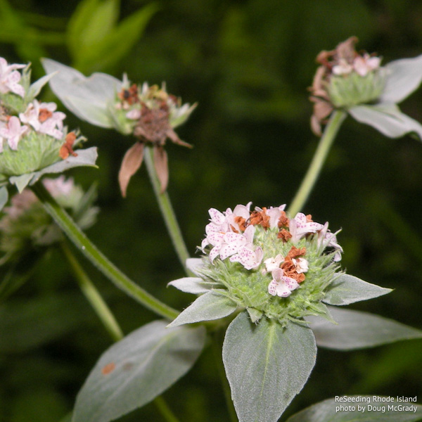 Pycnanthemum muticum flowers Pycnanthemum muticum flowers