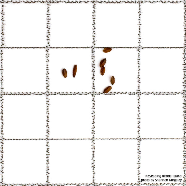 Pycnanthemum muticum seeds