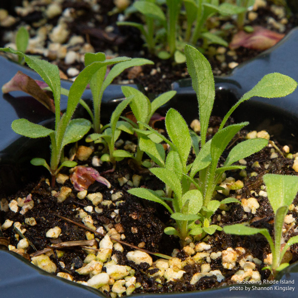 Solidago nemoralis seedlings
