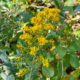Solidago nemoralis display
