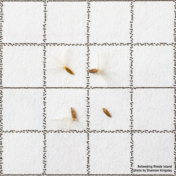 Solidago nemoralis seeds