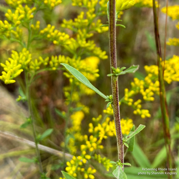 Hairy stem of Solidago nemoralis