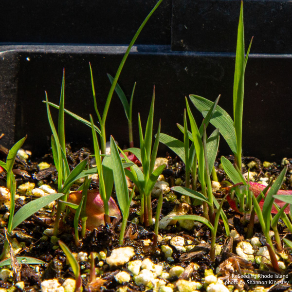 Sorghastrum nutans seedlings Sorghastrum nutans seedlings
