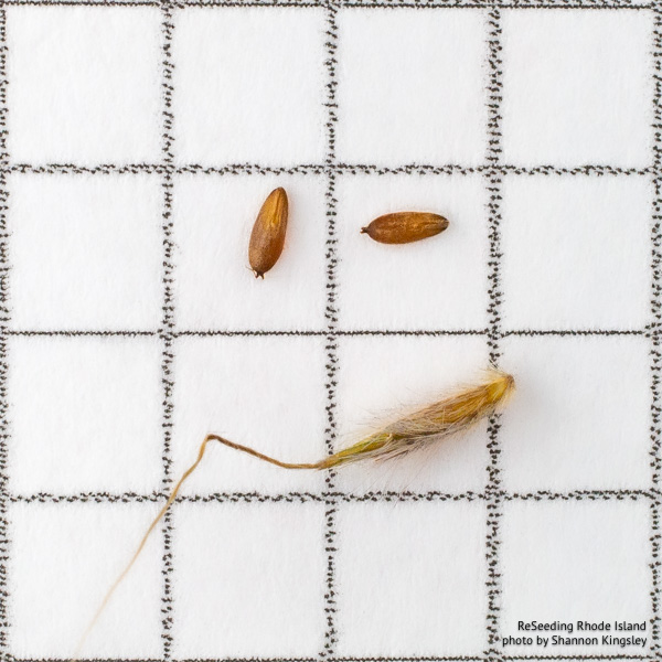 Sorghastrum nutans seeds Sorghastrum nutans seeds