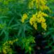 Solidago odora display