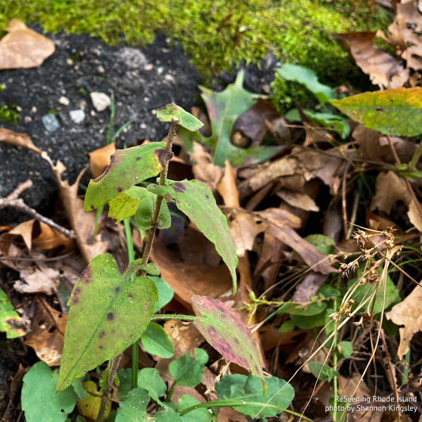 Deer grazing on Symphyotrichum undulatum stem