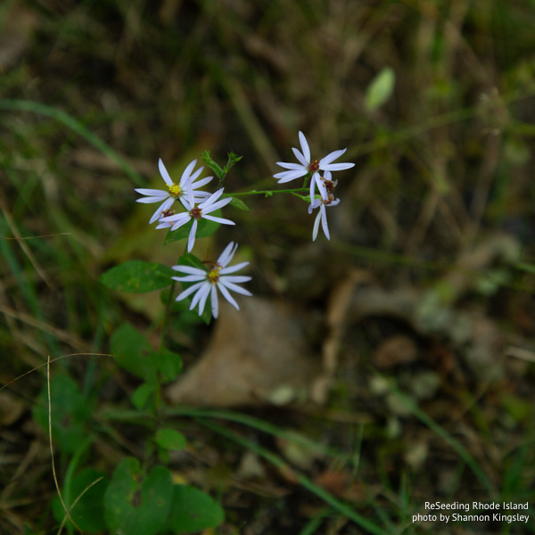 Symphyotrichum undulatum flowers