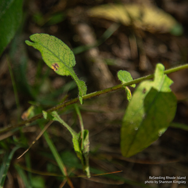 Wavy leaves of Symphyotrichum undulatum