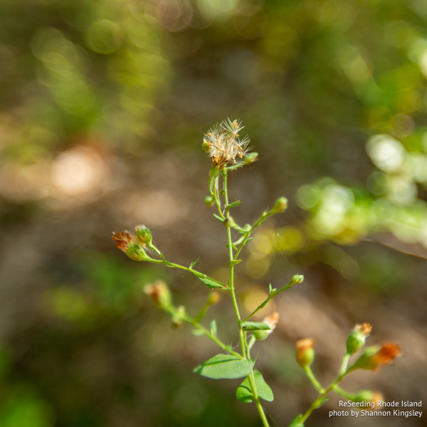 Seeding Symphyotrichum undulatum