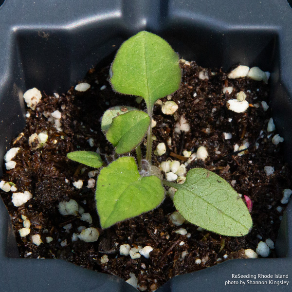 Symphyotrichum undulatum seedling