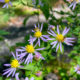 Symphyotrichum undulatum display