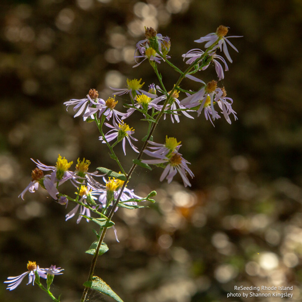 Symphyotrichum undulatum flowers