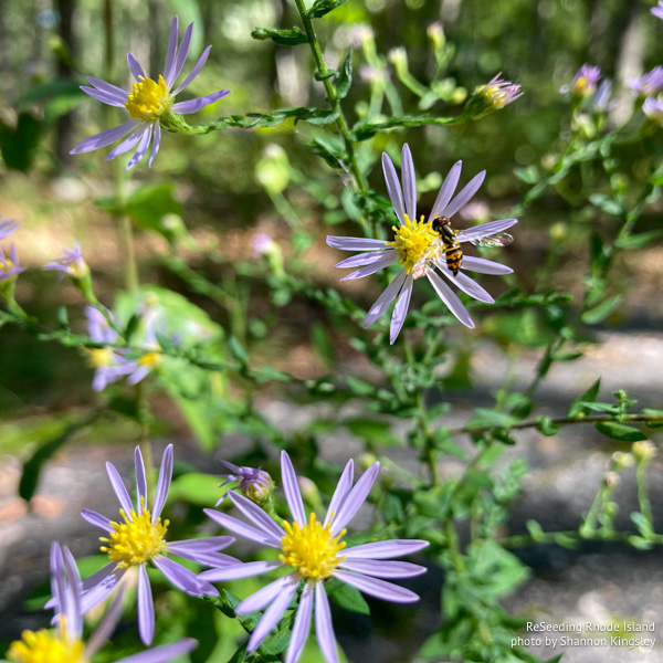 Flower fly on Symphyotrichum undulatum flower