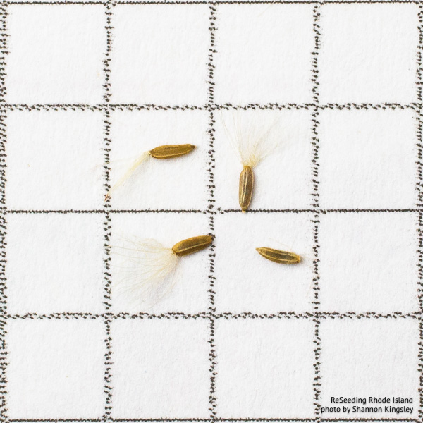 Symphyotrichum undulatum seeds