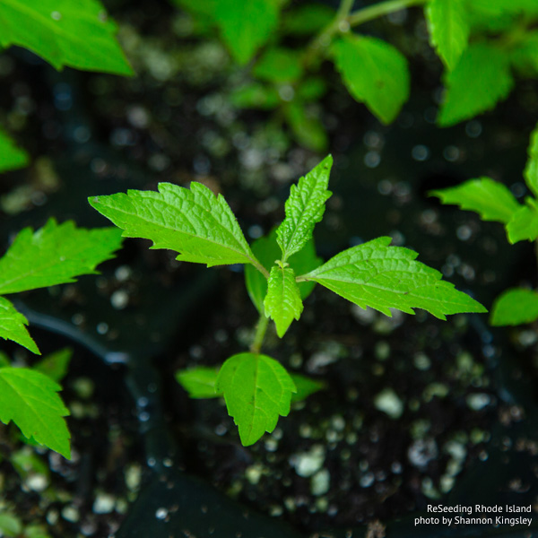 Verbena hastata seedling
