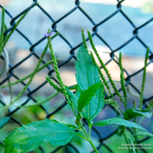 Verbena hastata inflorescence