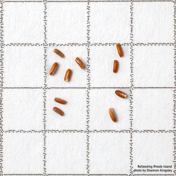 Verbena hastata seeds