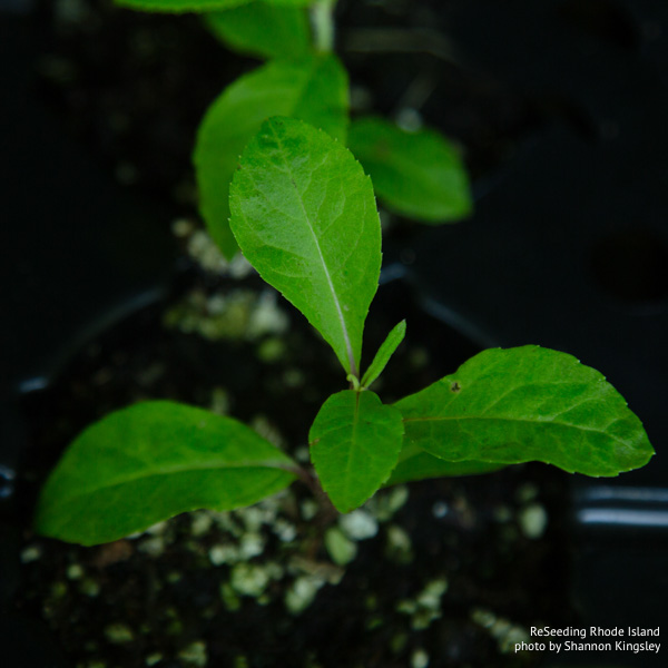 Vernonia noveboracensis seedling