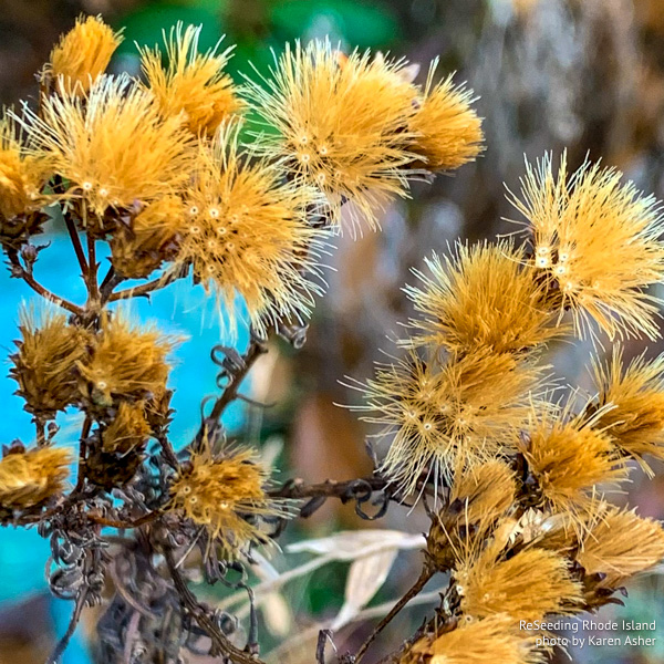 Vernonia noveboracensis seed heads