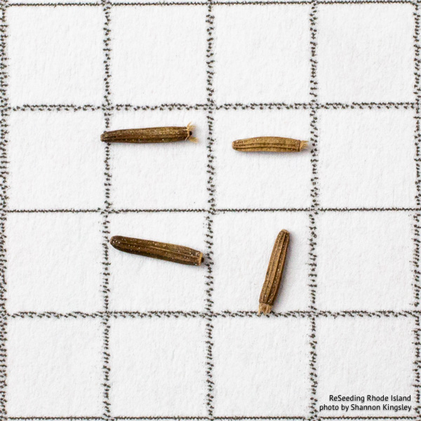 Vernonia noveboracensis seeds