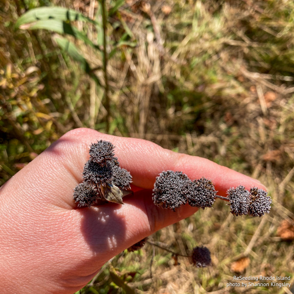 Pycnanthemum muticum seed heads Pycnanthemum muticum seed heads